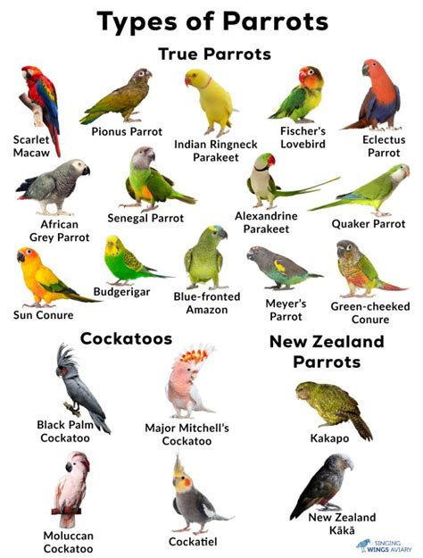 types of parrots.